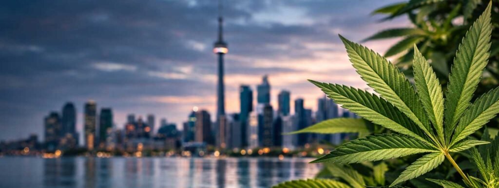 Toronto city skyline with cannabis foliage
