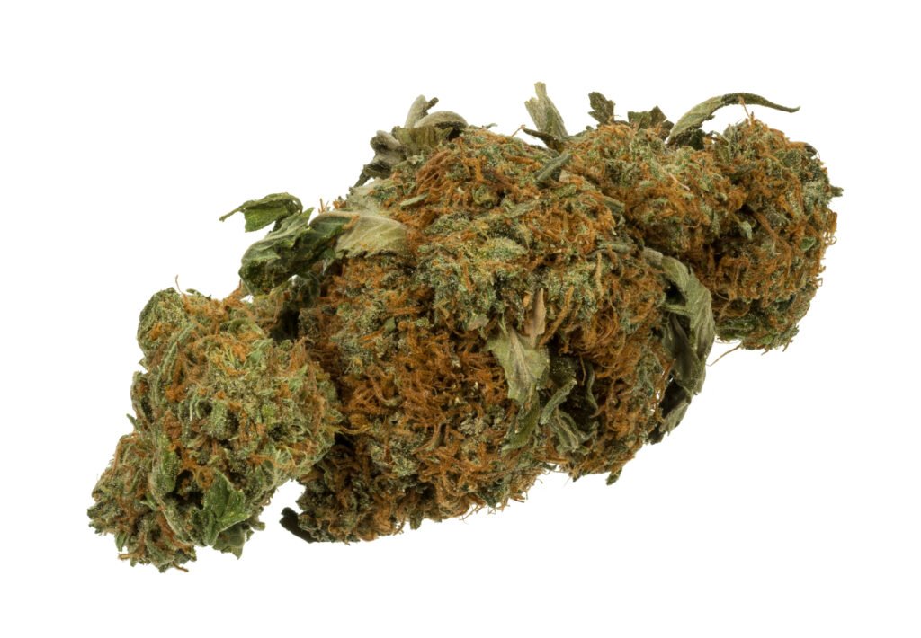 Close-up of a dried cannabis flower bud