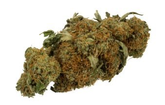 Close-up of a dried cannabis flower bud