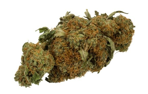 Close-up of a dried cannabis flower bud